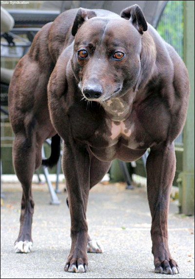 Mutant double muscled whippet has internet abuzz